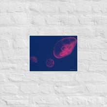 Load image into Gallery viewer, Pink and Blue Jellyfish - Frameless Poster
