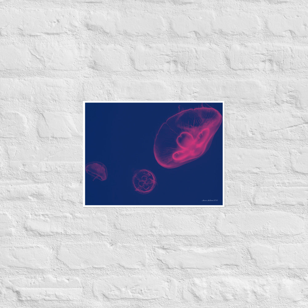 Pink and Blue Jellyfish - Frameless Poster