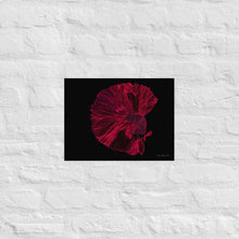 Load image into Gallery viewer, Colourful Betta Part 2 - Frameless Poster
