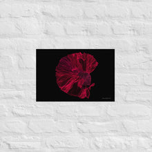 Load image into Gallery viewer, Colourful Betta Part 2 - Frameless Poster
