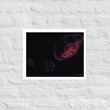 Load image into Gallery viewer, Pink and Black Jellyfish - Frameless Poster
