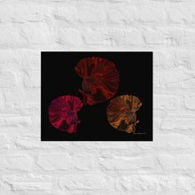 Load image into Gallery viewer, Colourful Betta Part 4 (Three Sisters) - Frameless Poster
