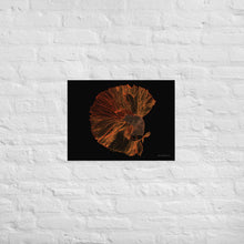 Load image into Gallery viewer, Colourful Betta Part 1 - Frameless Poster
