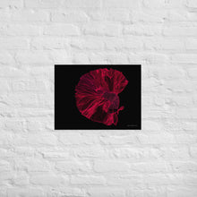 Load image into Gallery viewer, Colourful Betta Part 2 - Frameless Poster
