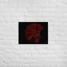 Load image into Gallery viewer, Colourful Betta Part 3 - Frameless Poster
