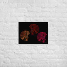 Load image into Gallery viewer, Colourful Betta Part 4 (Three Sisters) - Frameless Poster
