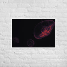 Load image into Gallery viewer, Pink and Black Jellyfish - Frameless Poster
