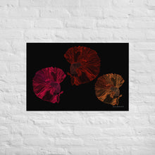 Load image into Gallery viewer, Colourful Betta Part 4 (Three Sisters) - Frameless Poster
